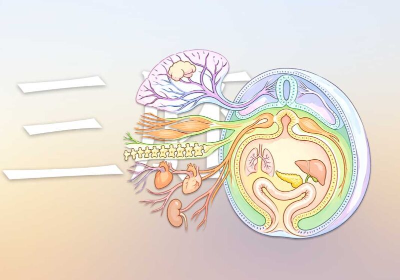 人之充与三胚层关系｜2025.10.18-善米