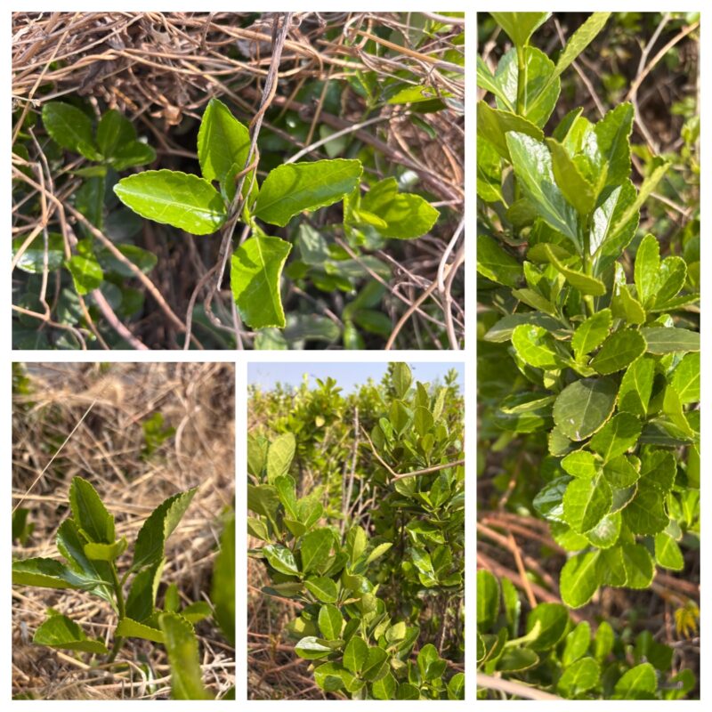 欢乐颂：第二、三乐章（木之终章）-善米