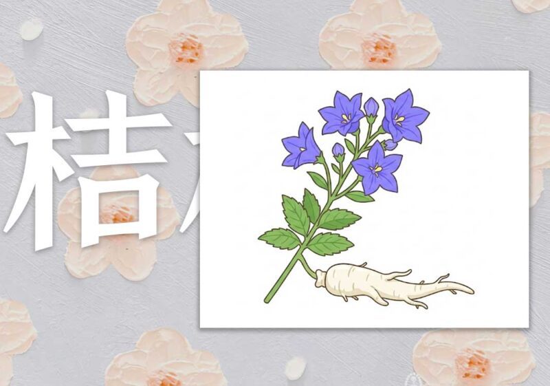 桔梗：开肺络排脓｜2013.04.16-善米
