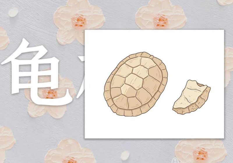 龟板：补阴与填阴｜2013.04.29-善米