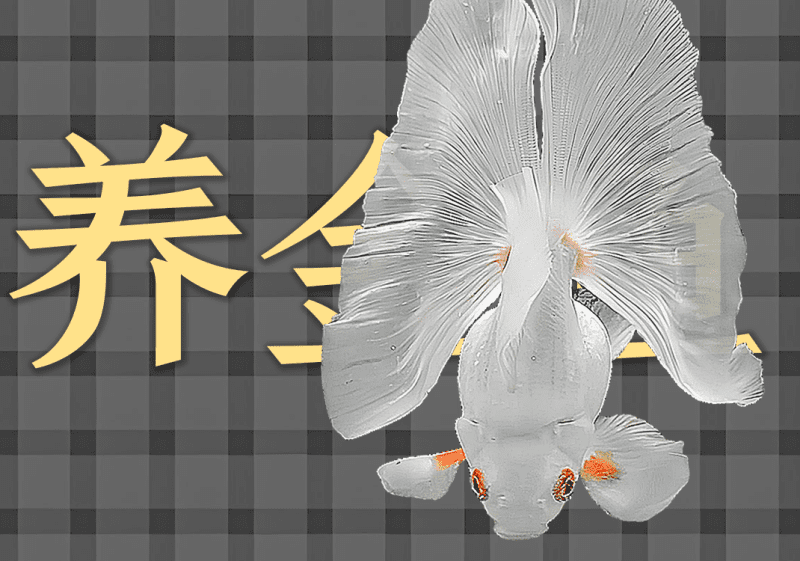 养金鱼中的阴阳之道2-善米