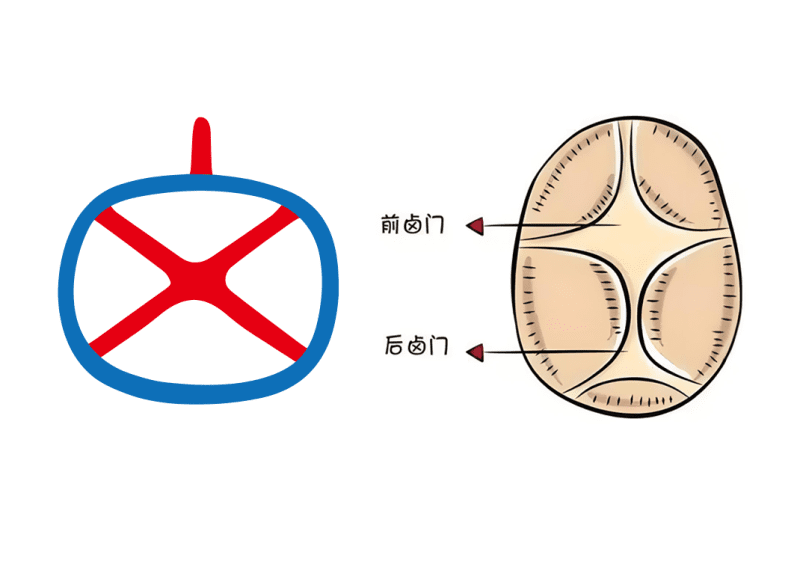 3道德之出（儿、子）-善米