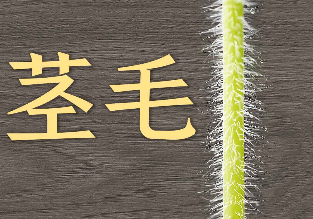 13毛的本质-善米