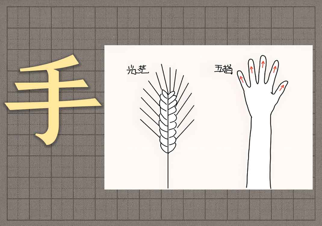 5手足与枝叶之理-善米