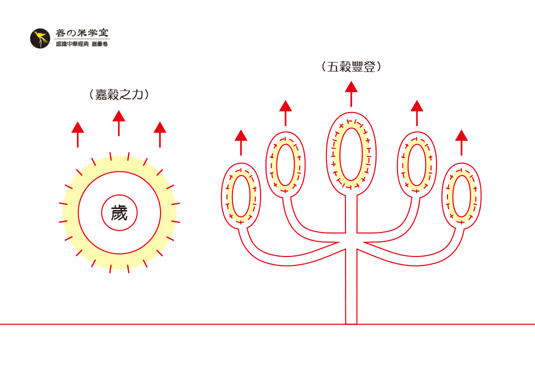 第03课 五谷之丰登｜天地之美篇-善米