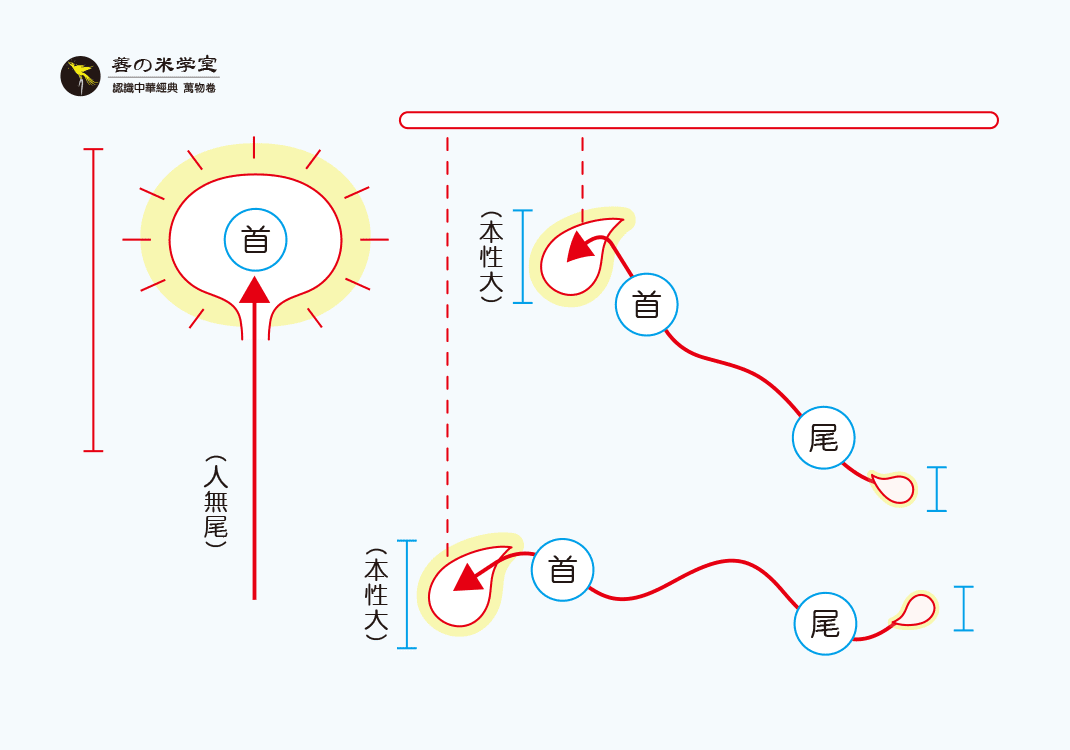 第05课 禽兽与首尾｜万物之势篇-善米
