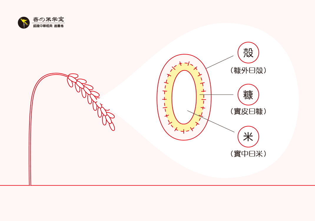 第06课 粟为嘉谷之实｜天地之美篇-善米