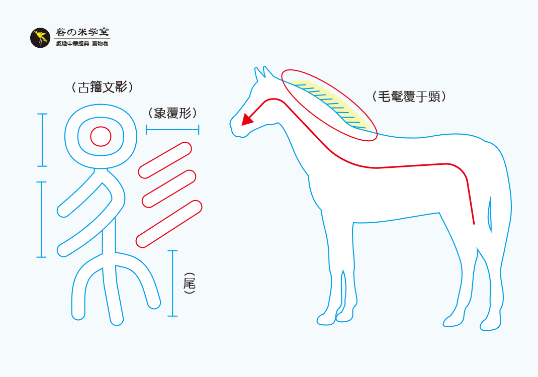 第07课 毛覆颈之马｜禽兽之名 中篇-善米