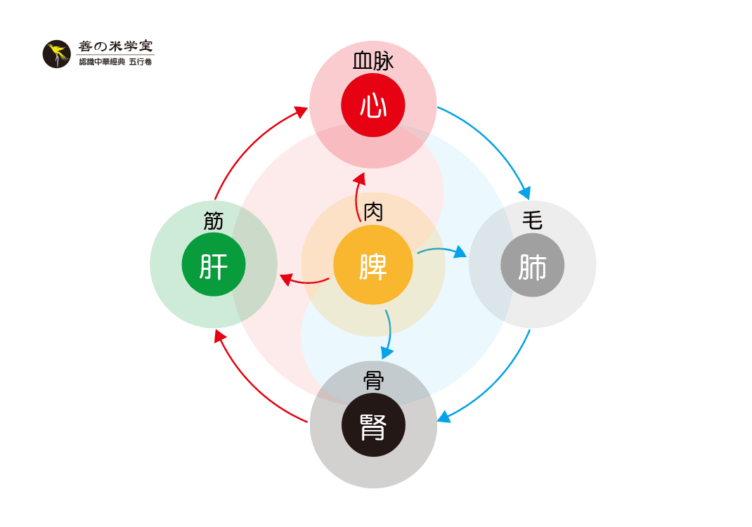 第12课 五藏与五充｜人道五行篇-善米