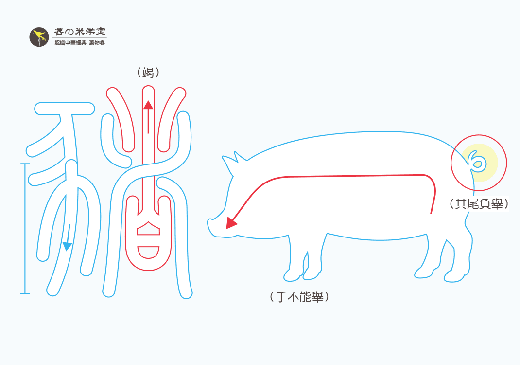 第12课 竭其尾之猪｜禽兽之名 下篇-善米
