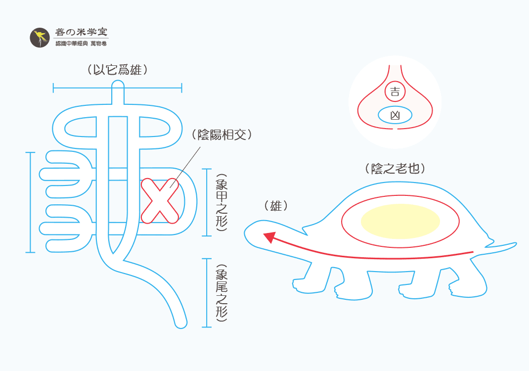 第16课 命长久之龟｜禽兽之名 下篇-善米