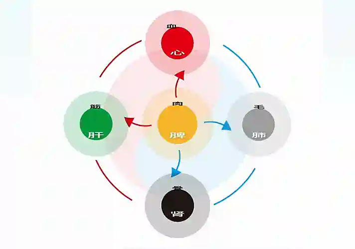 第12课 五藏与五充｜人道五行篇-善米
